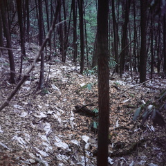 Ice on the Sheltowee Trace